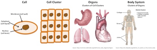 1 cell clusters