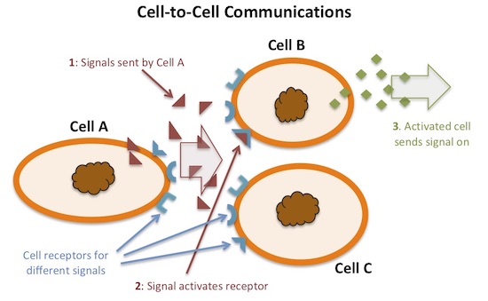 2 cell to cell