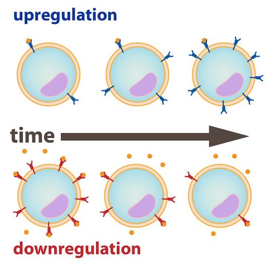 downregulation and upregulation 3665