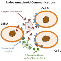 Overview of How the Endocannabinoid System Works