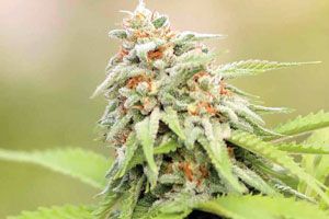 cannabis blooming flower